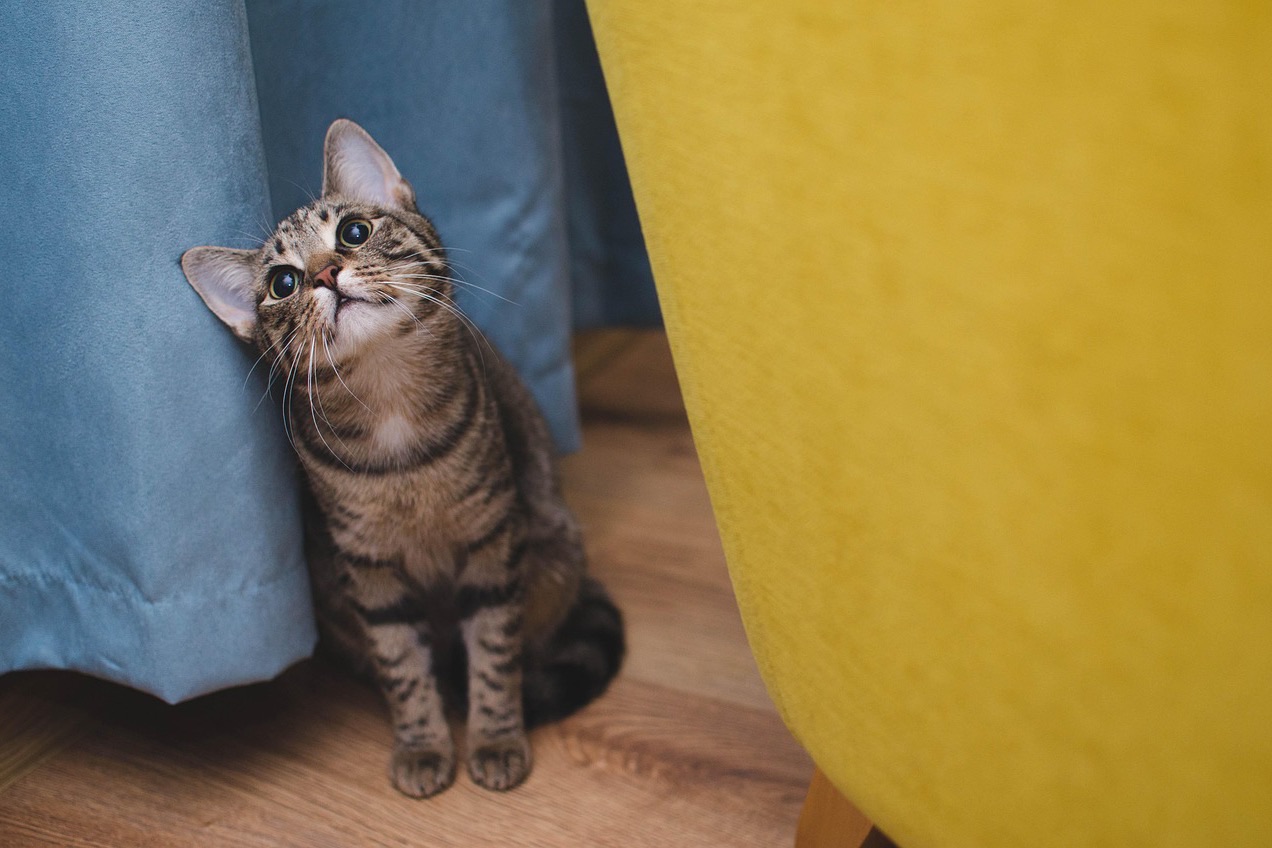 A blue curtain panel reaching down to a wooden floor beside a yellow armchair, a tabby cat sitting at the hem.